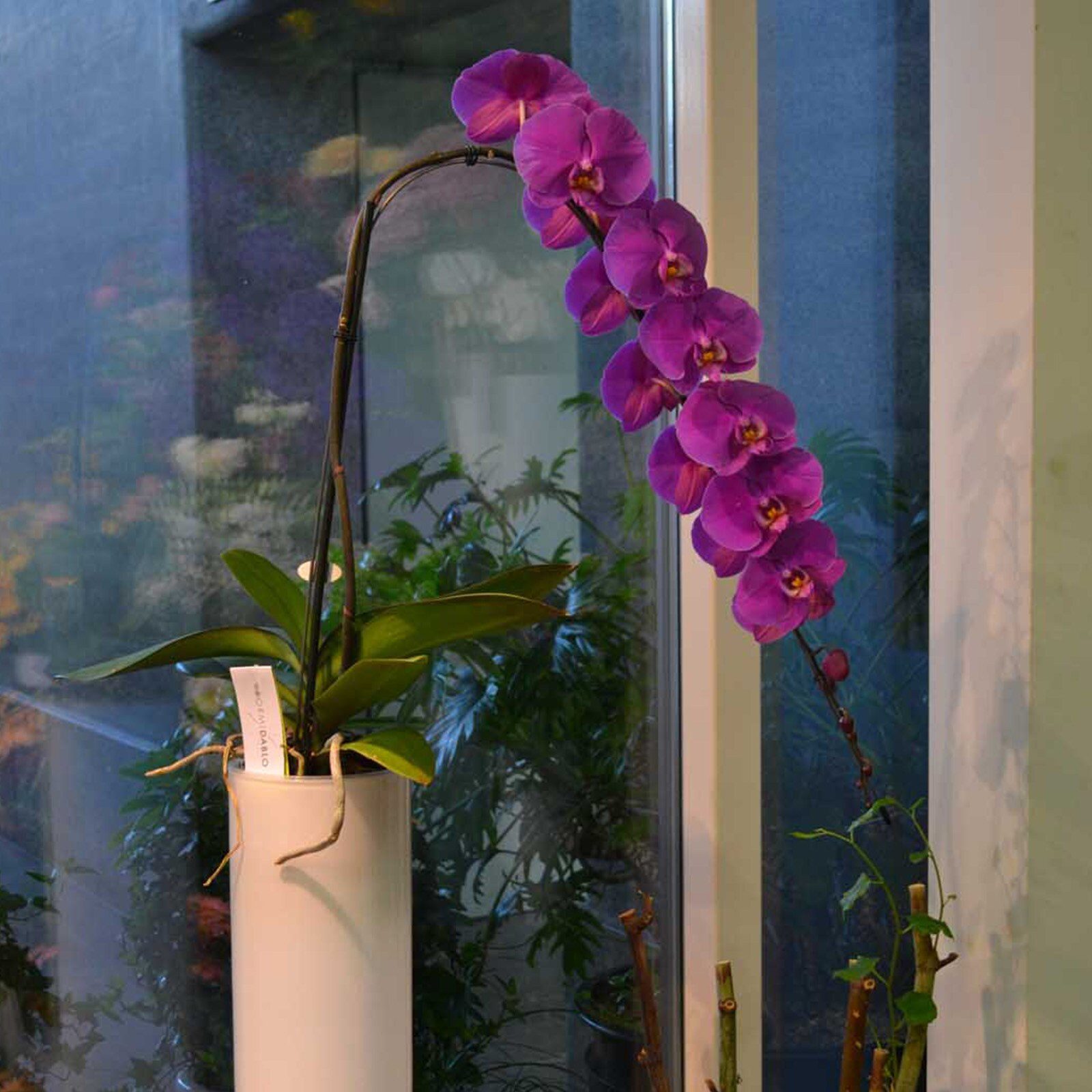 Pflanzenarrangement_1 BLumen Eric.jpg