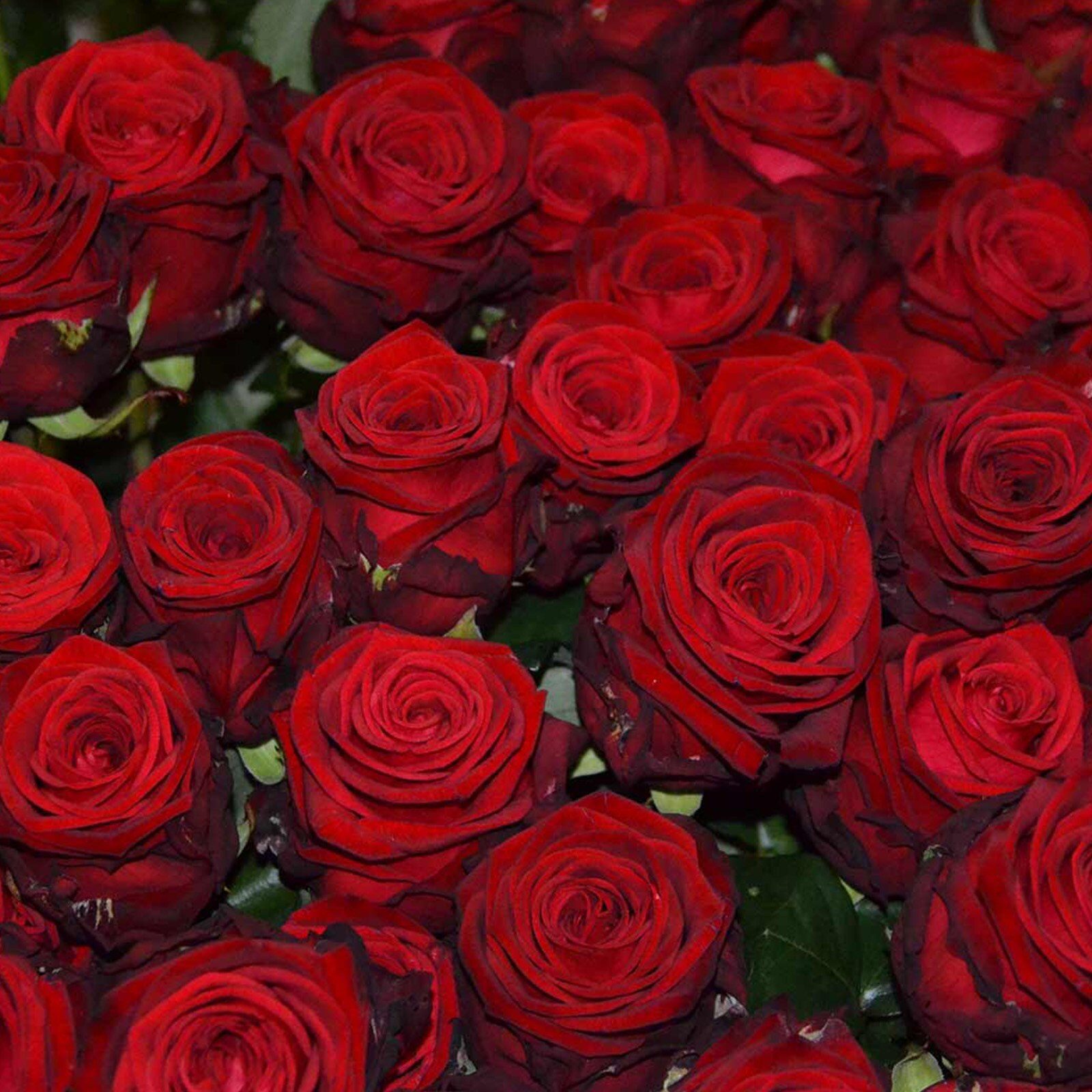 Valentinstag-1 Blumen Eric.jpg